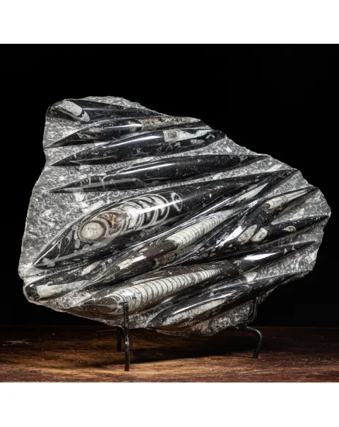 Lastra con Orthoceras Fossili
