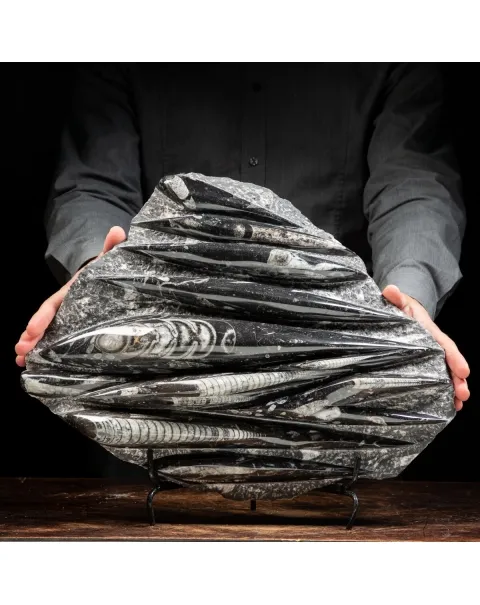 Lastra con Orthoceras Fossili