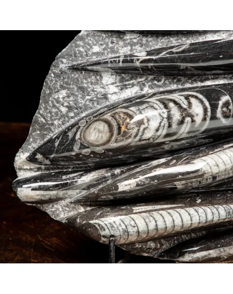 Lastra con Orthoceras Fossili