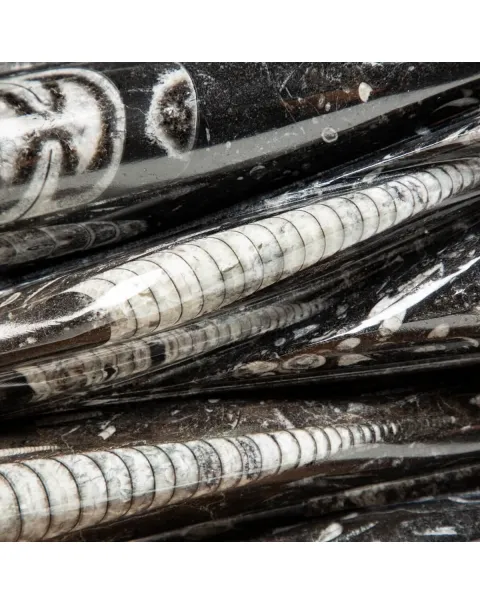 Lastra con Orthoceras Fossili