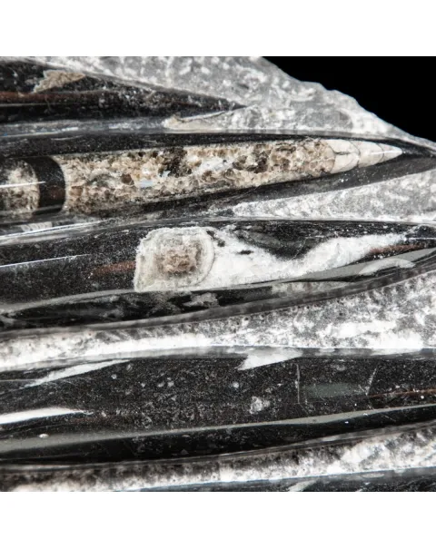 Lastra con Orthoceras Fossili