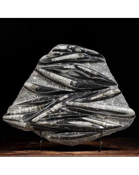 Lastra con Orthoceras Fossili