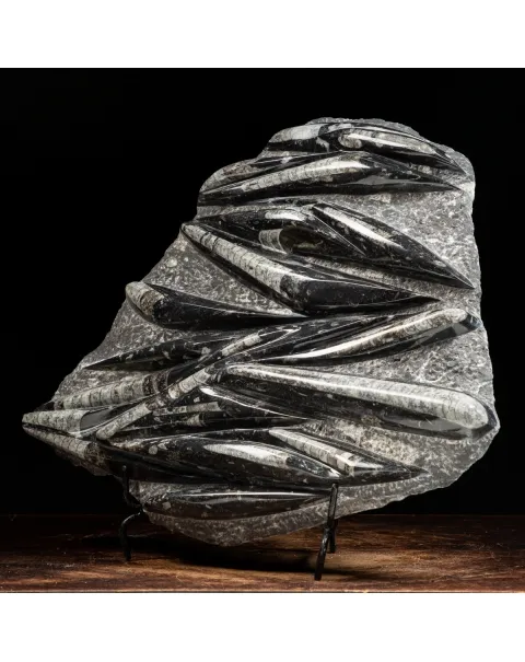 Lastra con Orthoceras Fossili