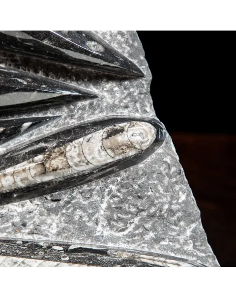 Lastra con Orthoceras Fossili