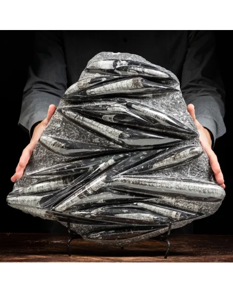 Lastra con Orthoceras Fossili