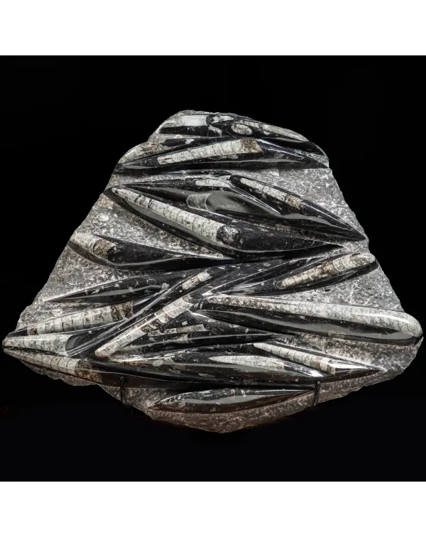 Lastra con Orthoceras Fossili