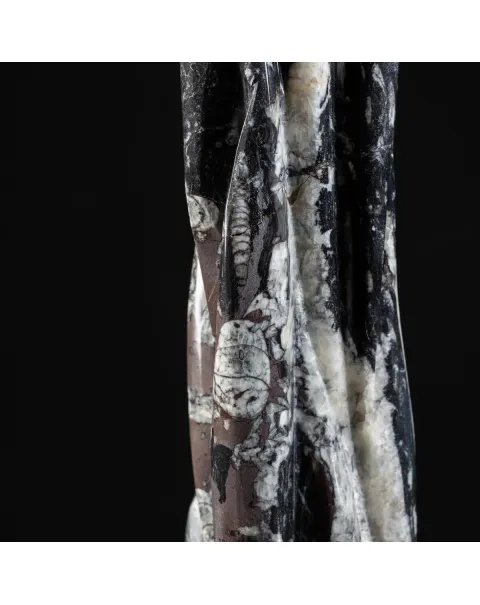 Torre con Orthoceras Fossili