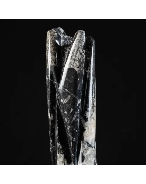Torre con Orthoceras Fossili