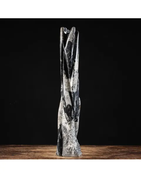 Torre con Orthoceras Fossili