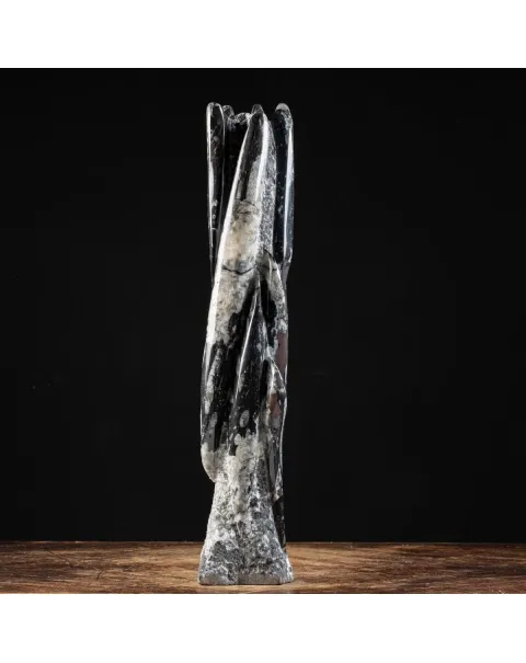 Torre con Orthoceras Fossili