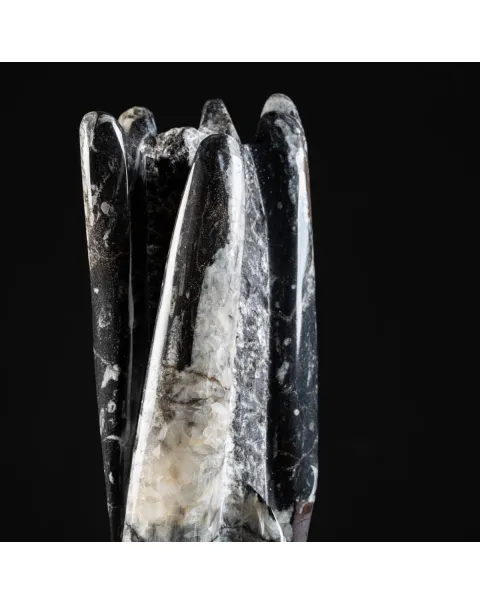 Torre con Orthoceras Fossili