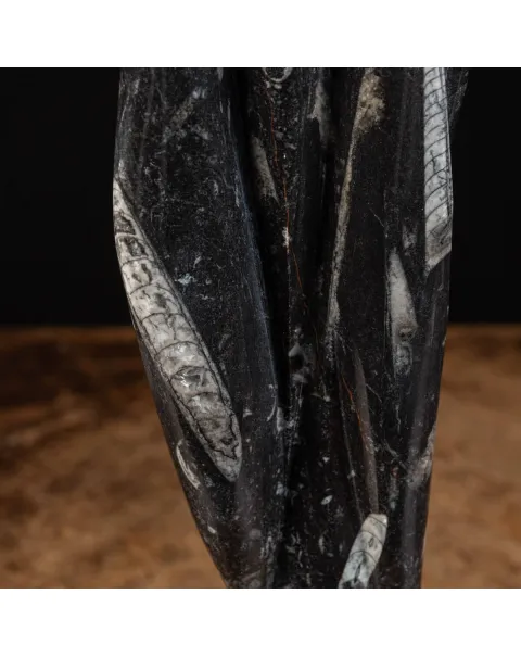 Lastra fossile di Orthoceras: Una Finestra nel Passato.