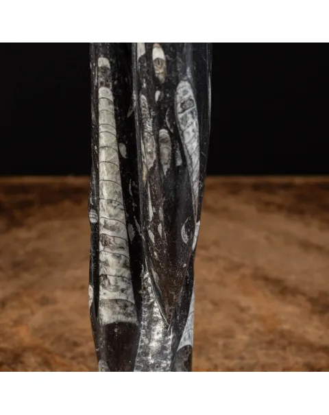 Lastra fossile di Orthoceras: Una Finestra nel Passato.