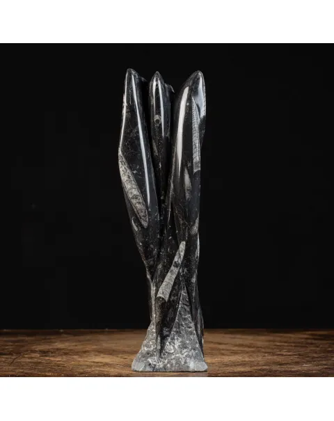Lastra fossile di Orthoceras: Una Finestra nel Passato.