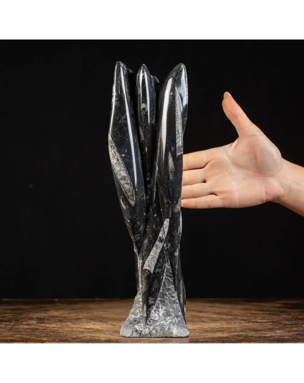 Lastra fossile di Orthoceras: Una Finestra nel Passato.