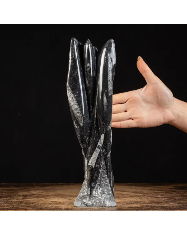 Lastra fossile di Orthoceras: Una Finestra nel Pas...