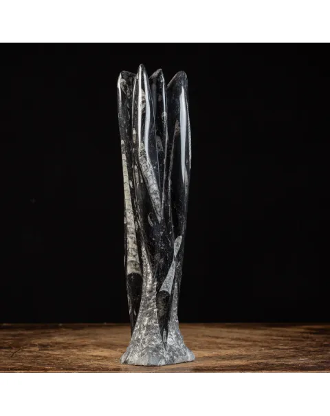 Lastra fossile di Orthoceras: Una Finestra nel Passato.