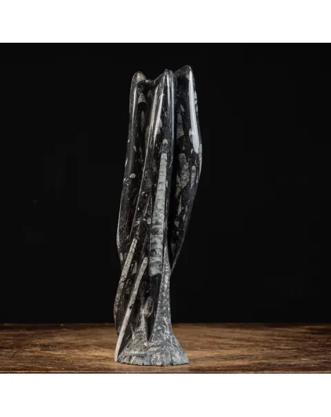 Lastra fossile di Orthoceras: Una Finestra nel Passato.