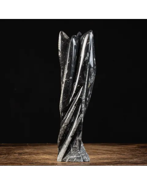 Lastra fossile di Orthoceras: Una Finestra nel Passato.