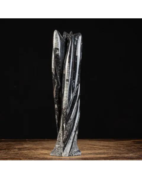 Lastra fossile di Orthoceras: Una Finestra nel Passato.