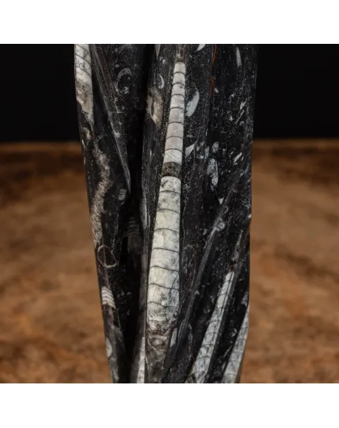 Lastra fossile di Orthoceras: Una Finestra nel Passato.
