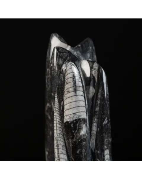 Lastra fossile di Orthoceras: Una Finestra nel Passato.