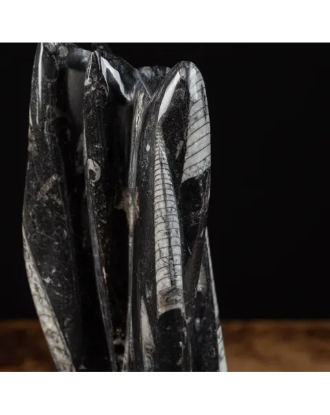 Lastra fossile di Orthoceras: Una Finestra nel Passato.