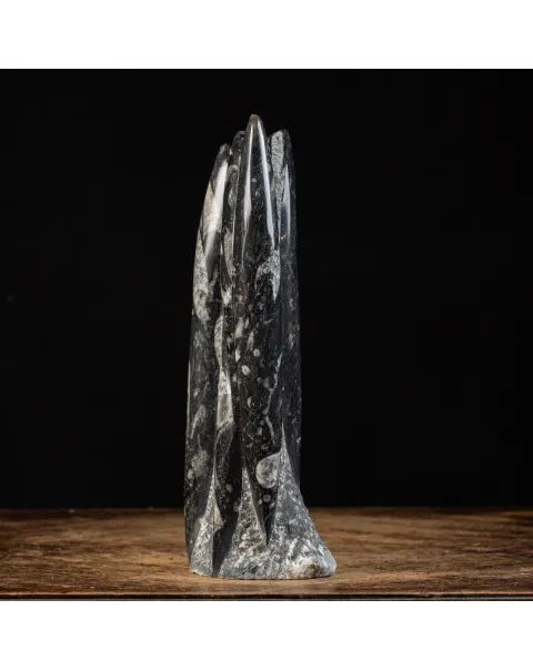 Orthoceras Levigato e Lucidato: Eleganza Preistorica.