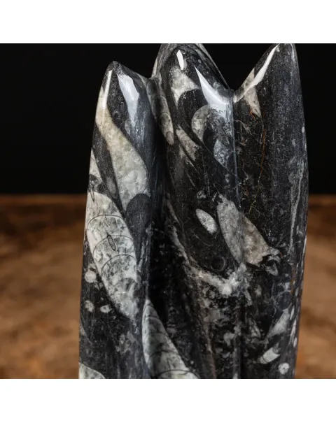 Orthoceras Levigato e Lucidato: Eleganza Preistorica.