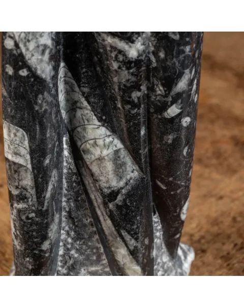Orthoceras Levigato e Lucidato: Eleganza Preistorica.
