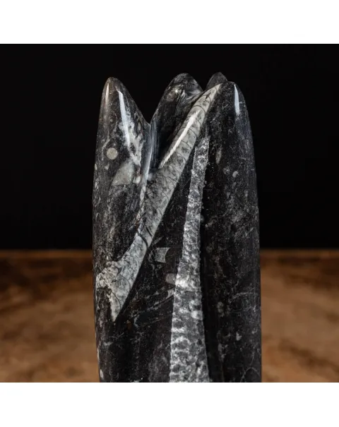 Orthoceras Levigato e Lucidato: Eleganza Preistorica.
