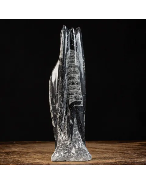 Orthoceras a Forma di Torre: L'Arte della Natura.