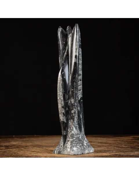 Orthoceras a Forma di Torre: L'Arte della Natura.