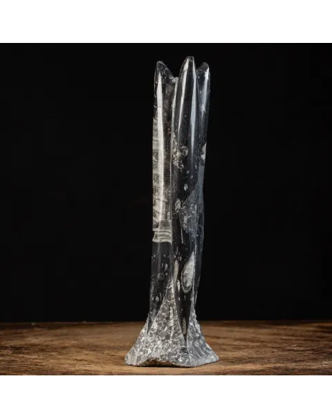 Orthoceras a Forma di Torre: L'Arte della Natura.