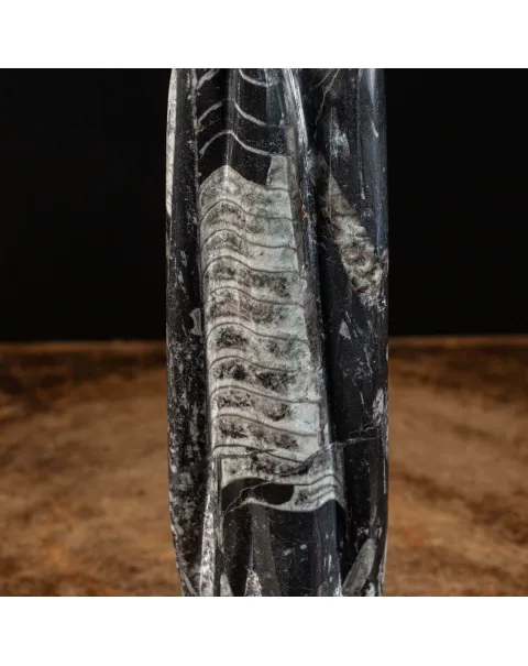 Orthoceras a Forma di Torre: L'Arte della Natura.