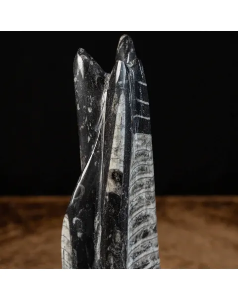 Orthoceras a Forma di Torre: L'Arte della Natura.