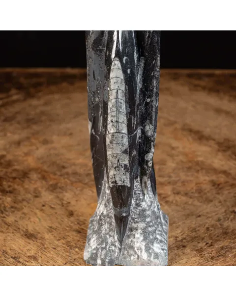 Orthoceras a Forma di Torre: L'Arte della Natura.