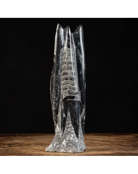 Orthoceras a Forma di Torre: L'Arte della Natura.