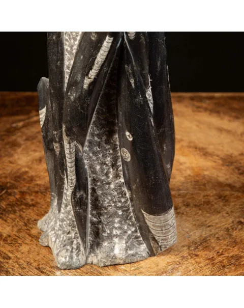 Orthoceras Fossili: Tesori Paleontologici per il Design d'Interni.