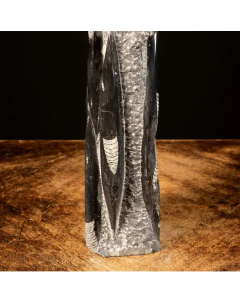 Orthoceras Fossili: Tesori Paleontologici per il Design d'Interni.