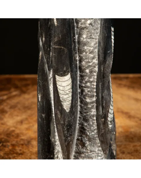Orthoceras Fossili: Tesori Paleontologici per il Design d'Interni.