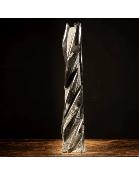 Orthoceras Fossili: Tesori Paleontologici per il Design d'Interni.