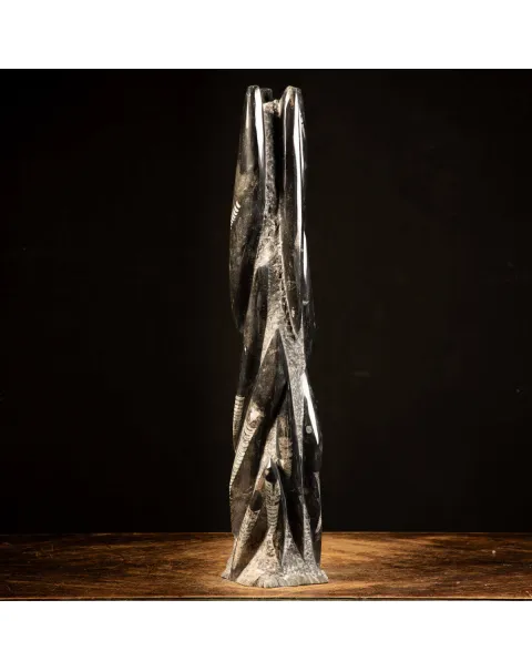Orthoceras Fossili: Tesori Paleontologici per il Design d'Interni.