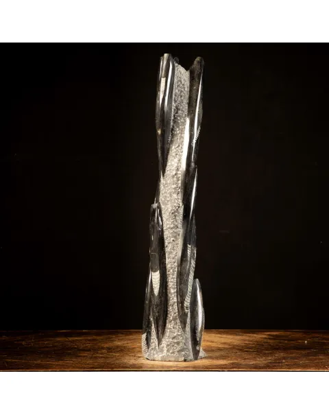 Orthoceras Fossili: Tesori Paleontologici per il Design d'Interni.