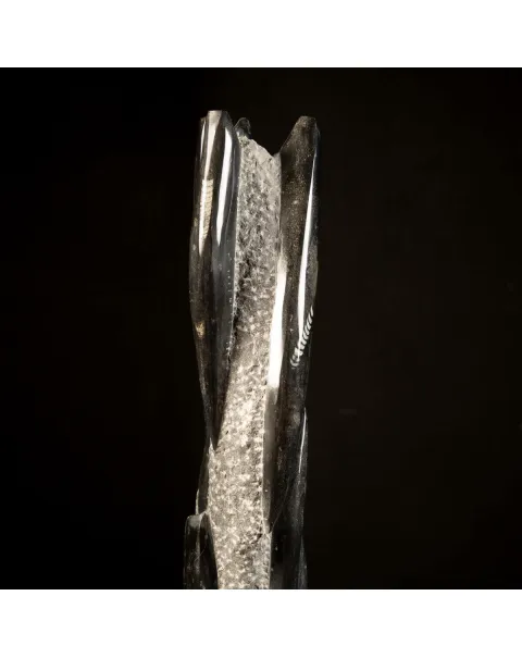 Orthoceras Fossili: Tesori Paleontologici per il Design d'Interni.