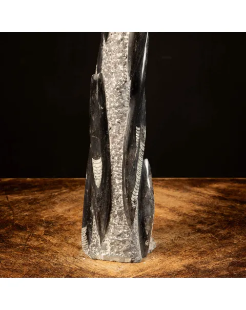 Orthoceras Fossili: Tesori Paleontologici per il Design d'Interni.