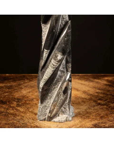 Orthoceras Fossili: Tesori Paleontologici per il Design d'Interni.