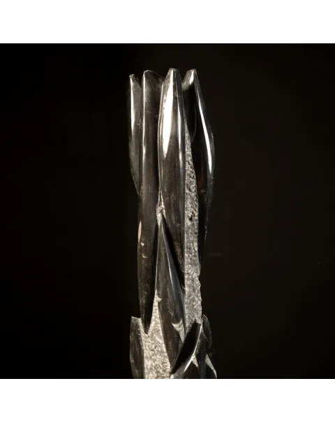 Orthoceras Fossili: Tesori Paleontologici per il Design d'Interni.