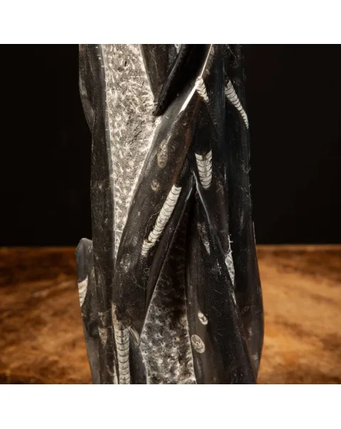 Orthoceras Fossili: Tesori Paleontologici per il Design d'Interni.