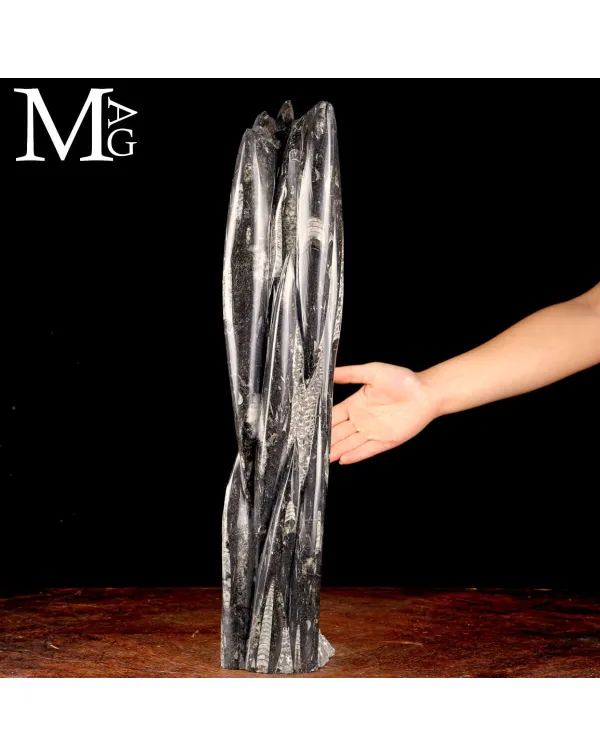 Torre Fossile di Orthoceras